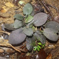 Cryptocoryne thwaitesii Schott